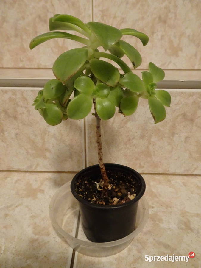Aeonium Havorthii Kiwi mazowieckie Warszawa