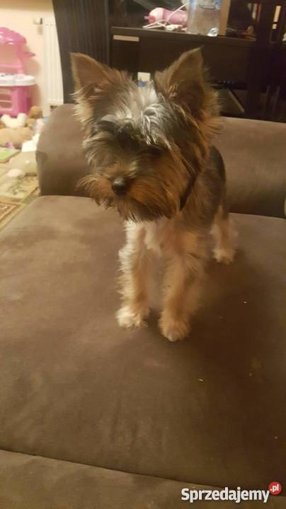 SPRZEDAM YORKA 4 MIESIĘCZNEGO Warszawa sprzedam