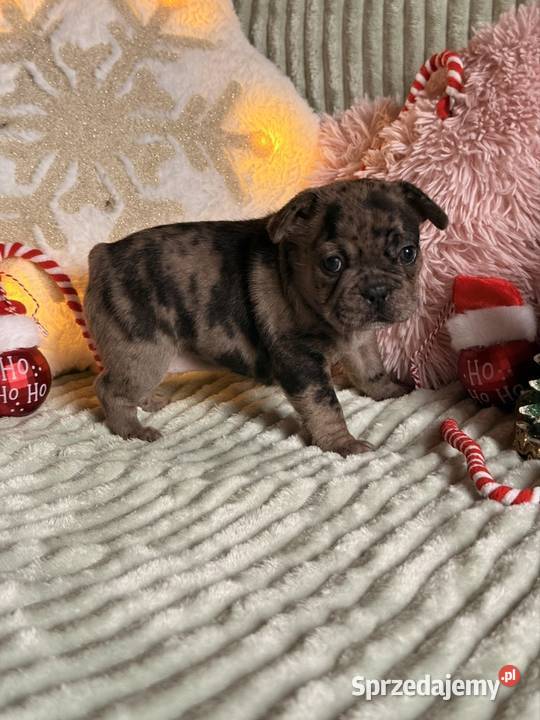 Buldog francuski do rezerwacji śląskie Częstochowa