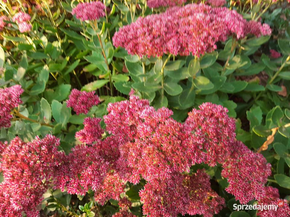 Rozchodnik okazały Brillant Lublin