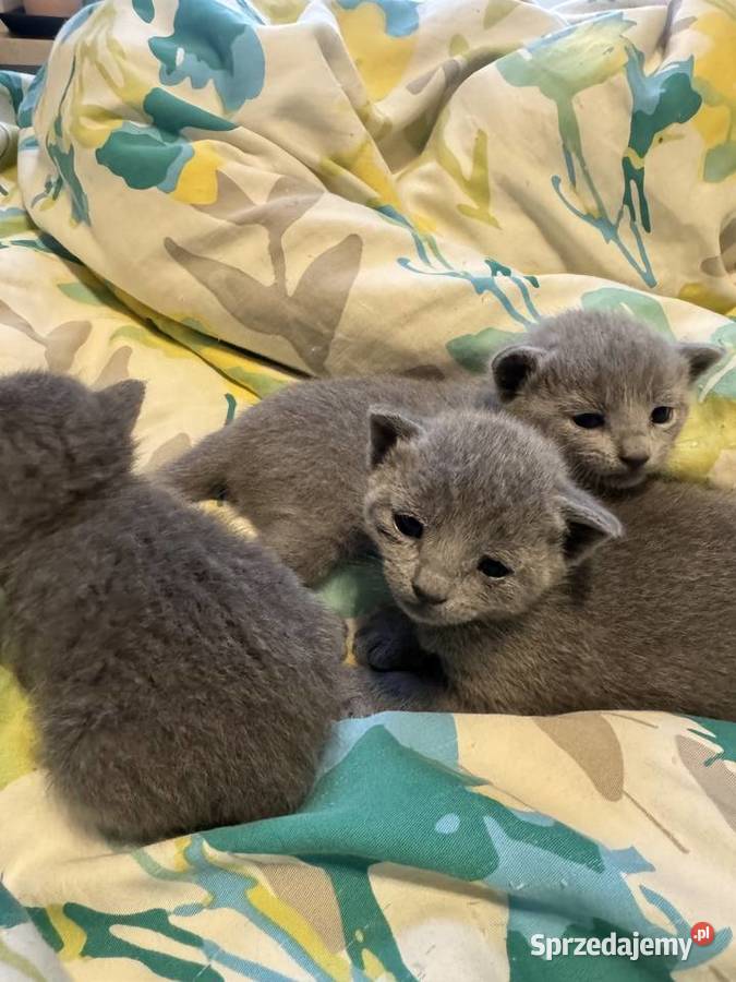 Kocięta rosyjskie niebieskie wielkopolskie Gniezno