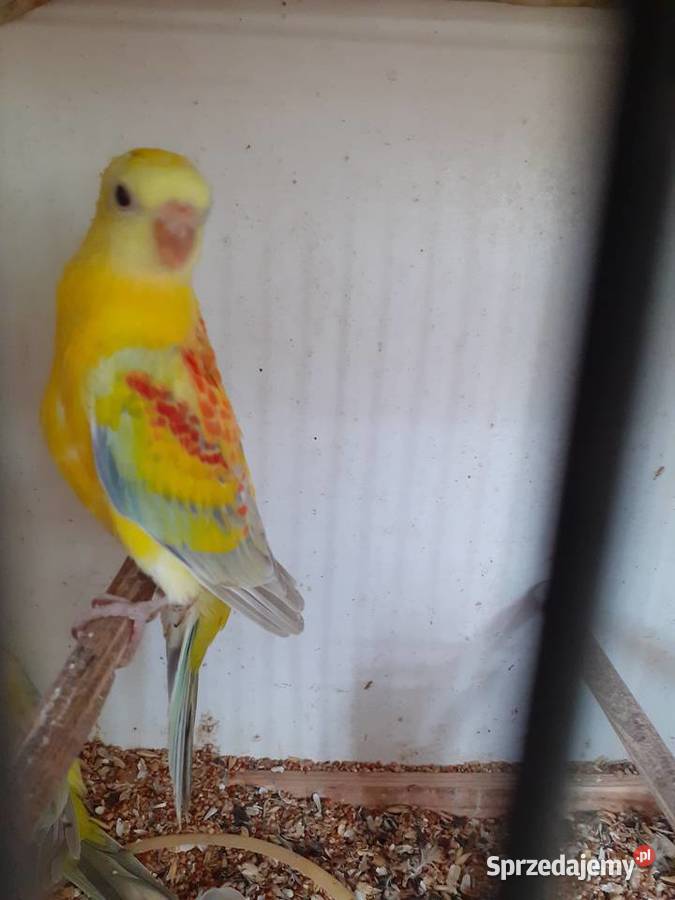 Papugi swiergotki sprzedam Starogard Gdański