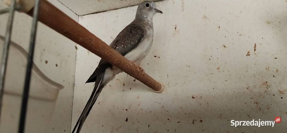 Gołąbki diamentowe szeki 2025r sprzedam