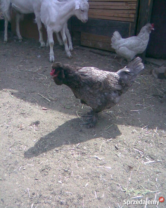 Kaczki Gęsi Kury ozdobne liliputki TANIO Zwierzęta