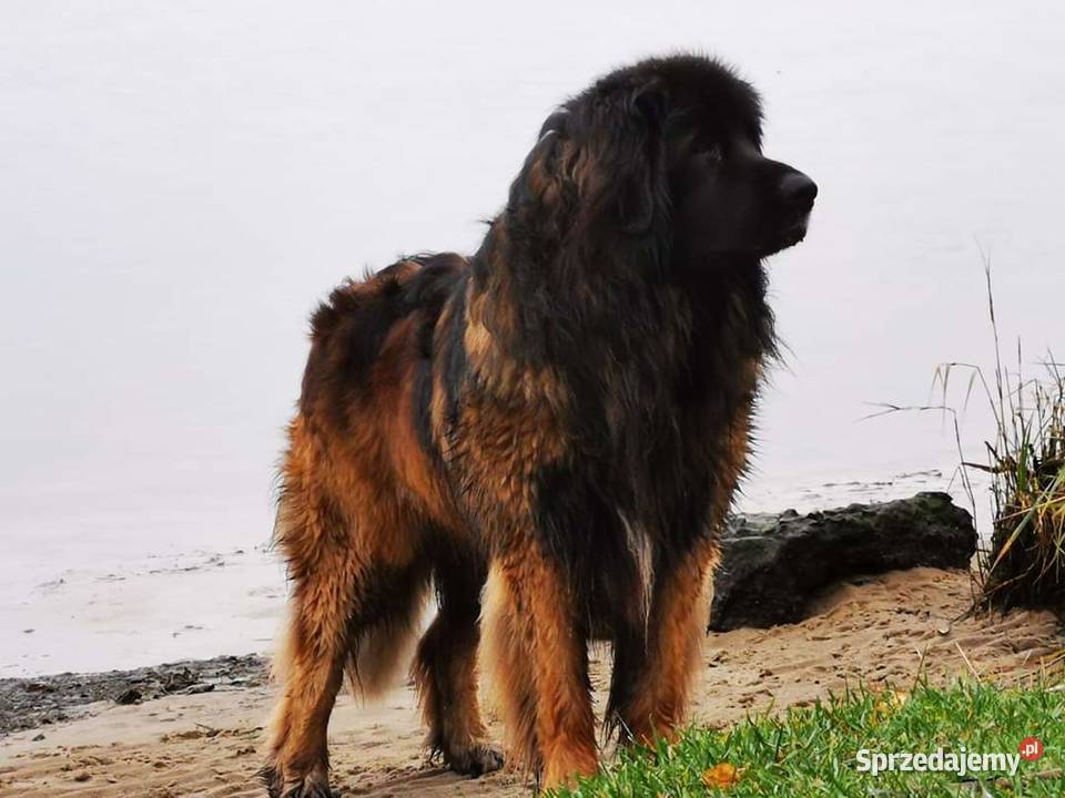 Leonberger szczeniaki