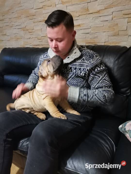 Shar pei szczeniaki wystawowe Opole