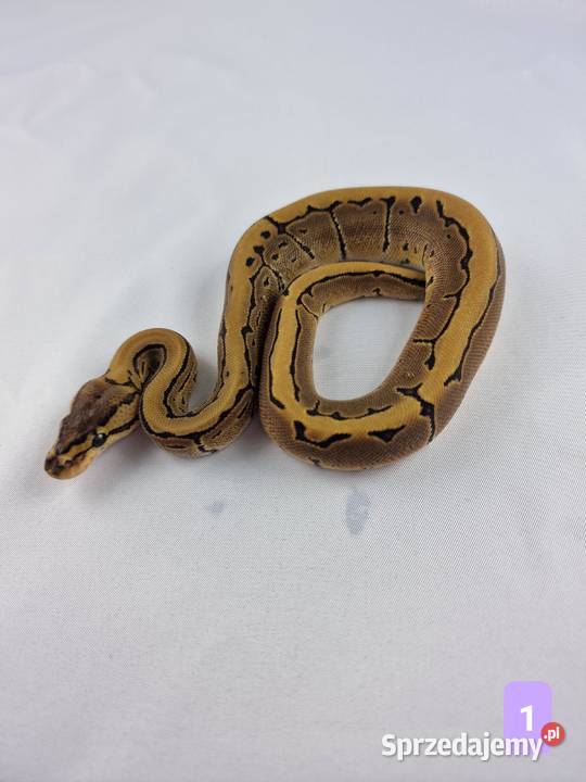 Pyton królewski python regius samiec Wrocław sprzedam