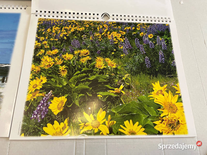 Fototapeta flizelinowe czerwone róże prezent Plakaty Bielsko-Biała