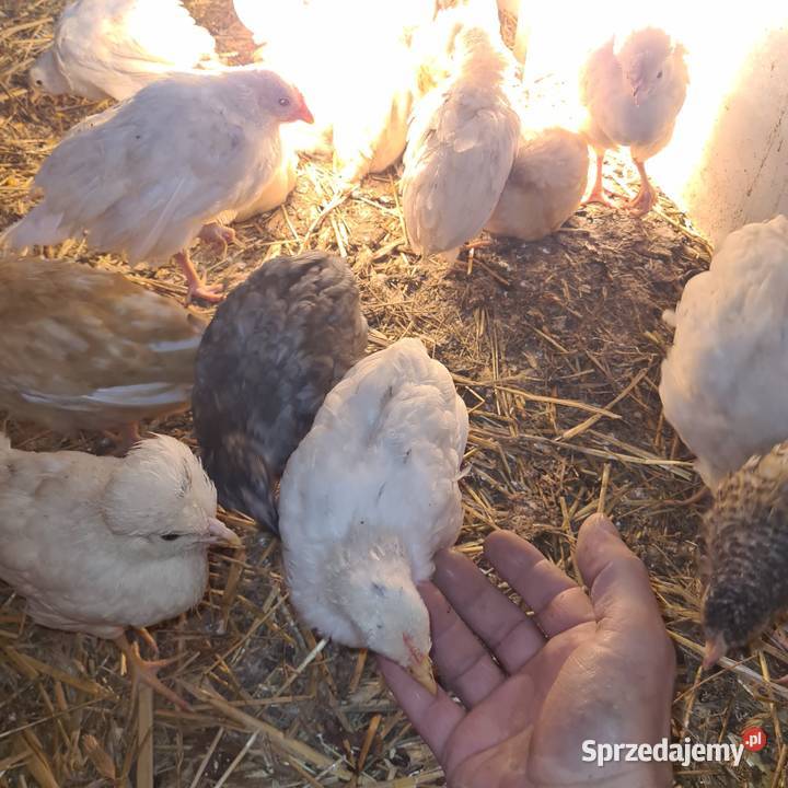 Pisklaki kurczaki Łaskarzew
