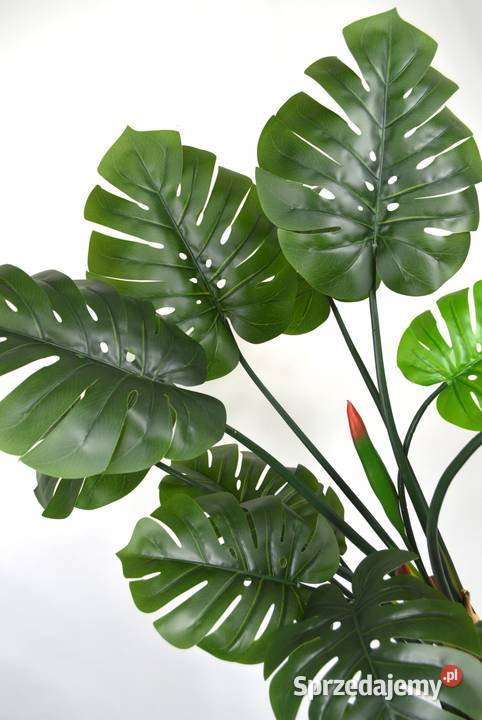 Monstera dziurawa wielopienna sztuczne drzewko Wąbrzeźno