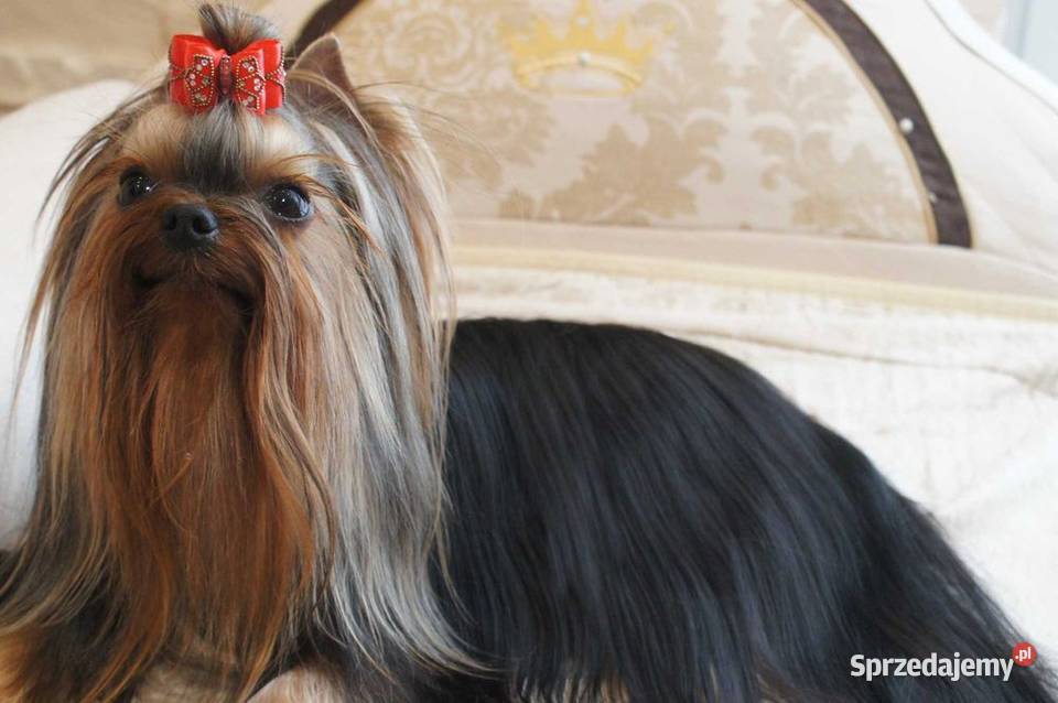 York szczeniaki rodowodowe Championach York Wrocław sprzedam