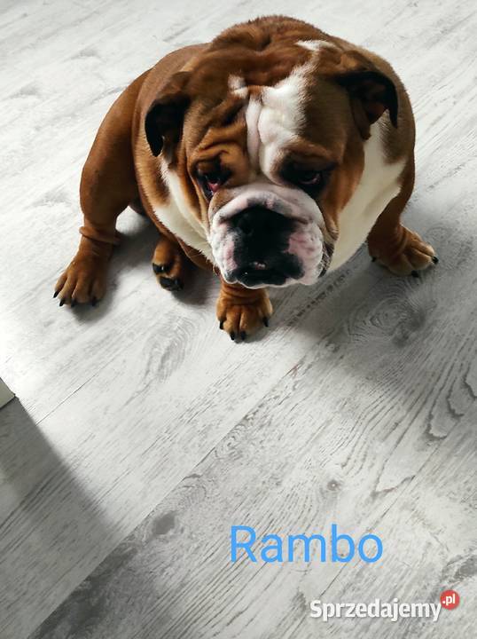 Buldog Angielski szczeniak piesek Rambo łódzkie Łódź sprzedam