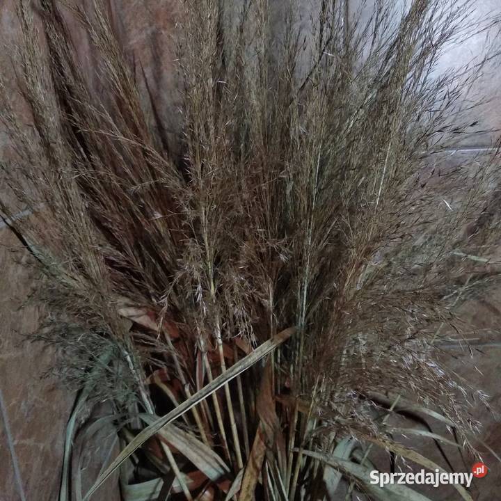 Bukiet z trzciny Naturalny Dekoracje i ozdoby Snopków sprzedam