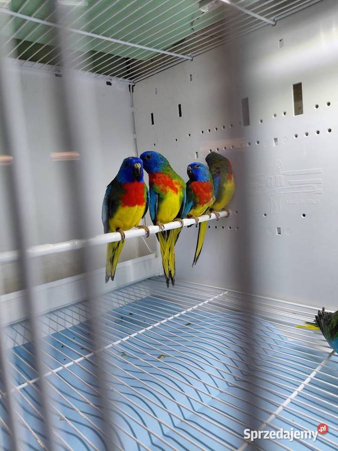 Łąkówki wspaniale Ptaki wielkopolskie Kalisz