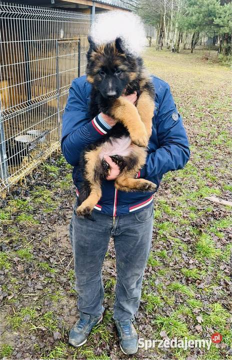 owczarek niemiecki Michałów