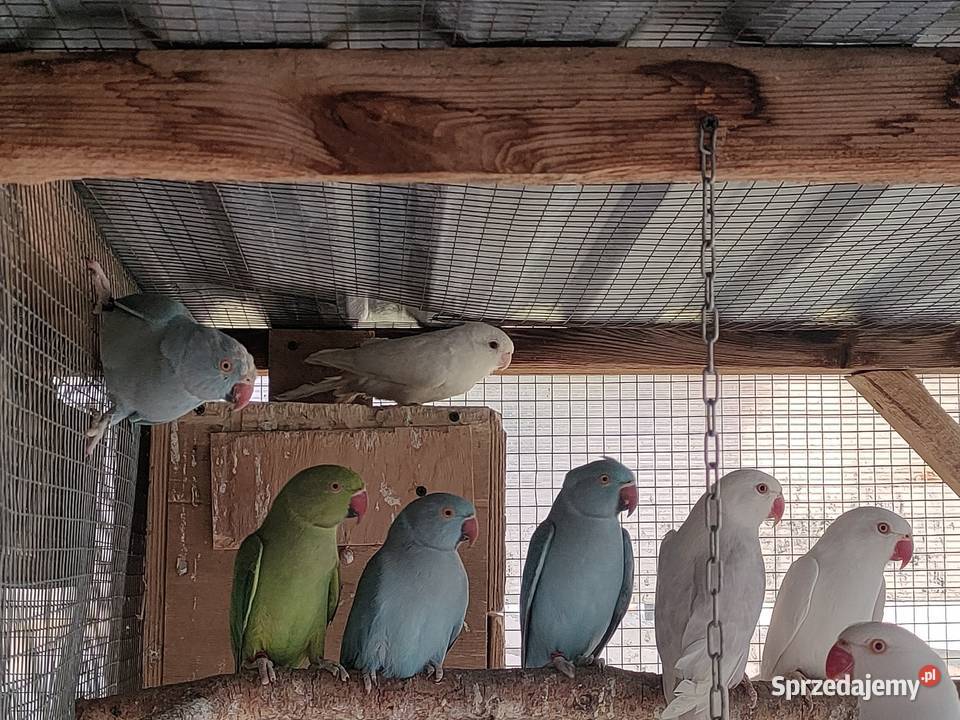 Papugi rozelle aleksandretty Wola Mikorska sprzedam