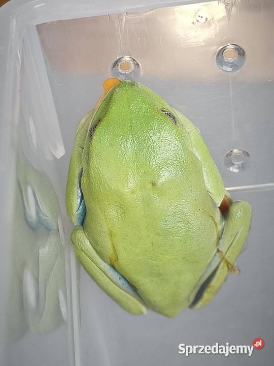 Chwytnice czerwonookie Agalychnis calidryas 2 Łódź