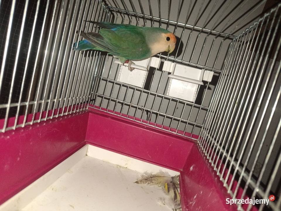 Papugi rozele świergoty podkarpackie Bobrowa