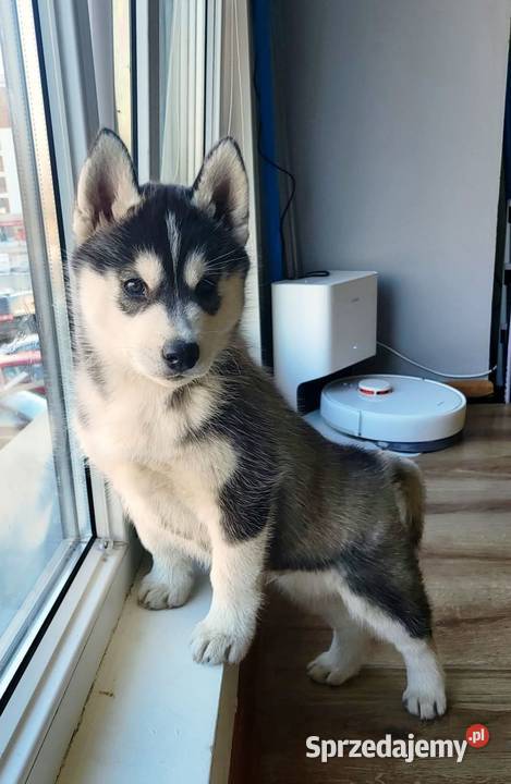 Szczeniak Siberian Husky piesek piesek zkwp fci Mielec