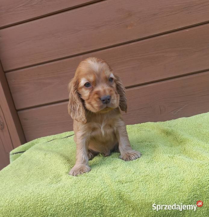 Cocker Spaniel Angielski Piesek Psy Jutrosin