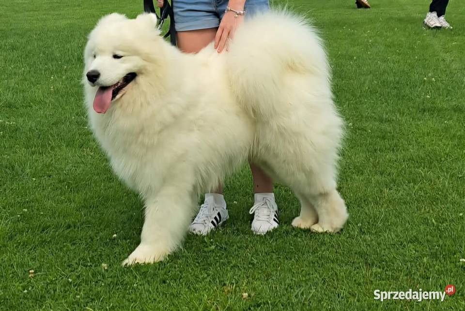 Samoyedsamojed Miechów