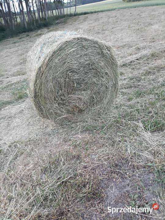 Sprzedam siano lubelskie Kamień