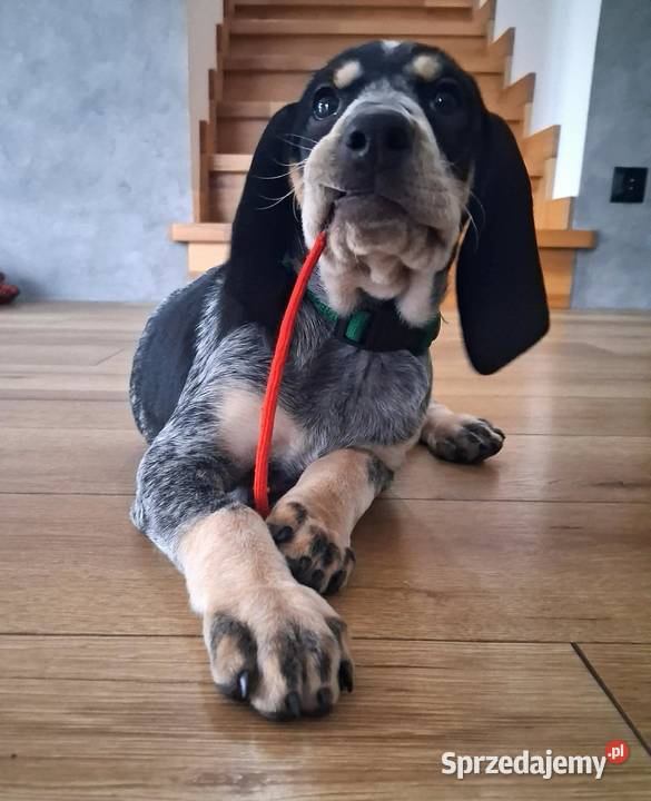 Mały gończy gaskoński FCI Krosno