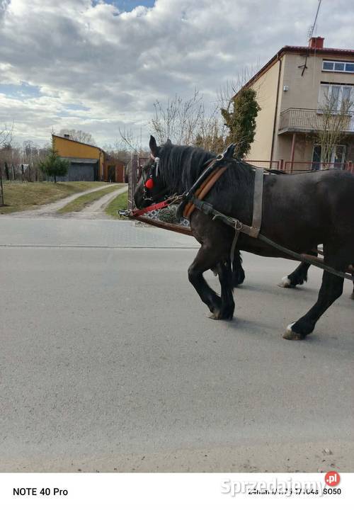 Klacz zimnokrwista typ sokólski ogier