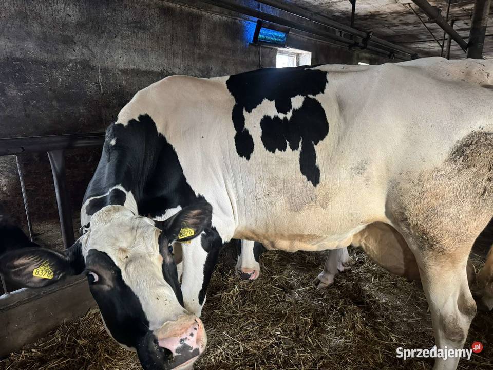 Krowy wysoko cielne likwidacja stada kujawsko-pomorskie Bądkowo sprzedam