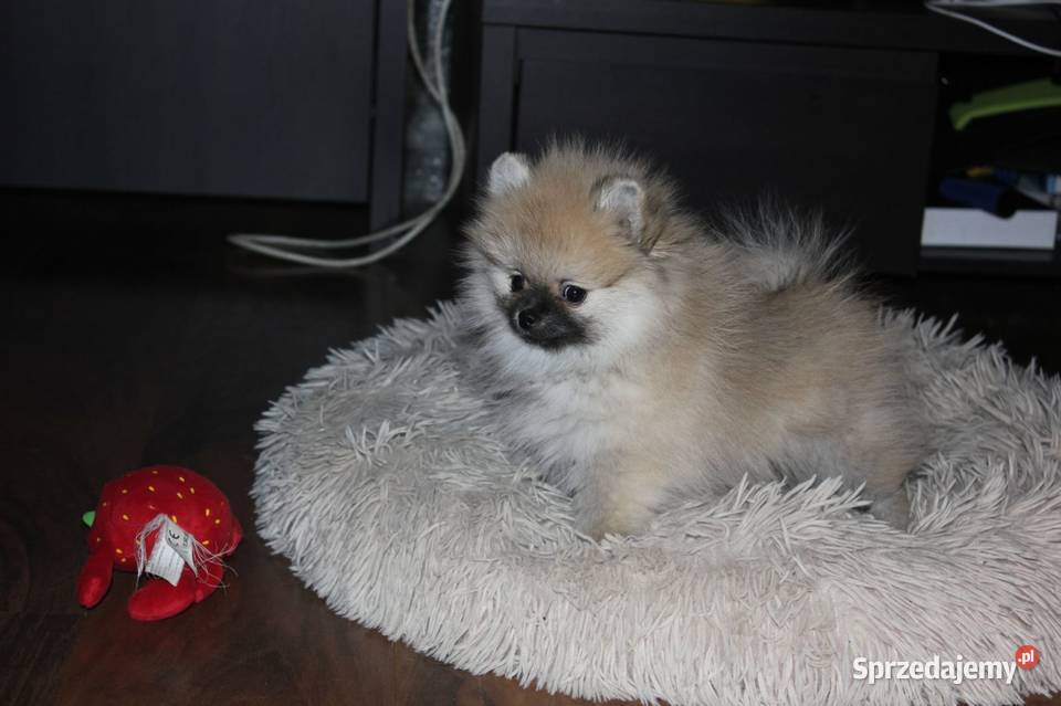 Szpic miniaturowy pomeranian opolskie