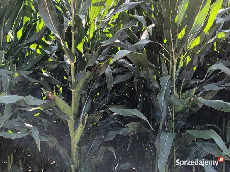 Nasiona kukurydza SY Aniston FAO 250 na kiszonkę Radzyń Chełmiński