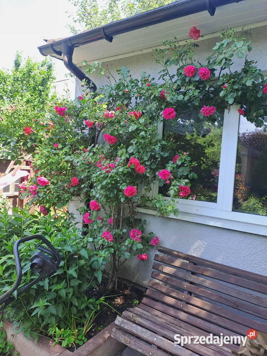 działka ROD Łęg na sprzedaż Włocławek sprzedam