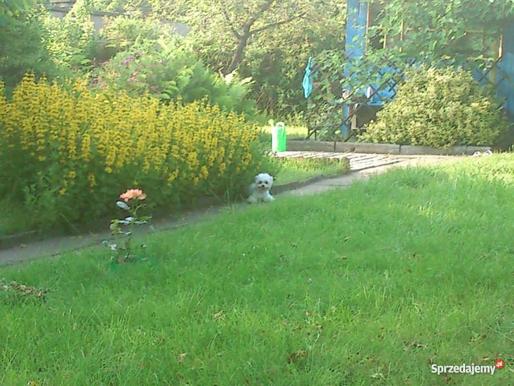 Ogródek działkowy działka ogrodowa Krzyki Weigl Wrocław sprzedam