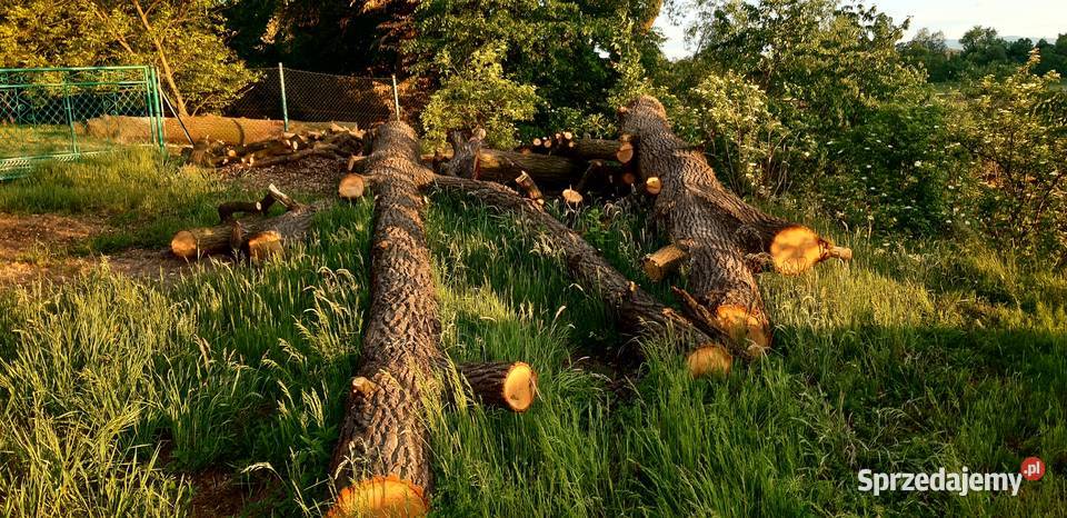 Kłody Dębowe zdrowe niesezonowane ponad 7 m3 Dankowice