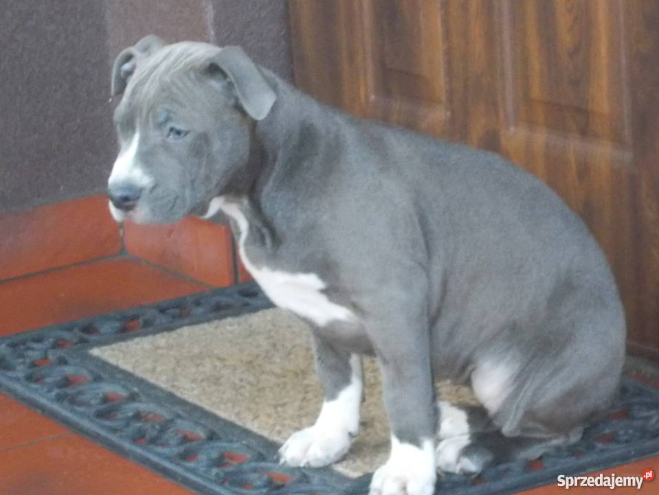 Amstaffy Błękitne Płock