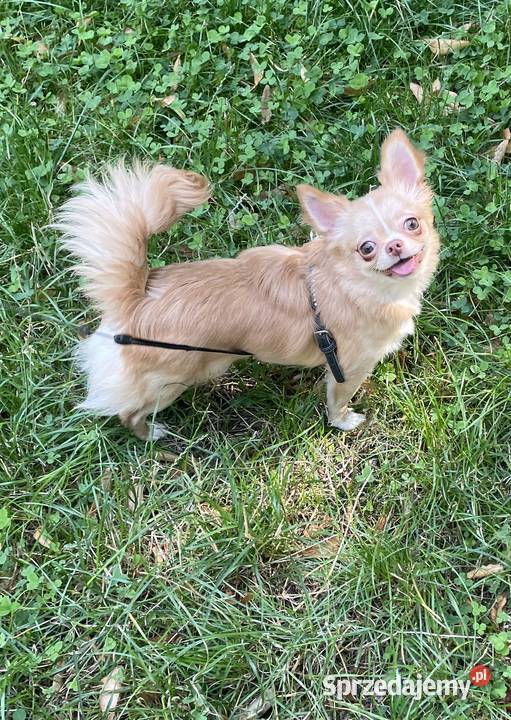 Śliczna sunia Chihuahua długowłosa