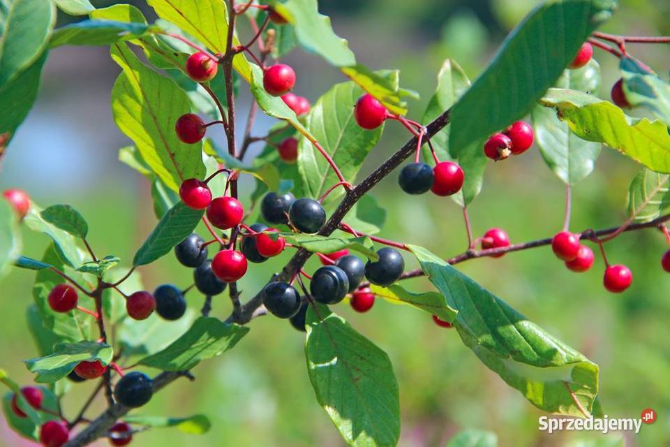 Kruszyna Pospolita sadzonki miododajne podkarpackie