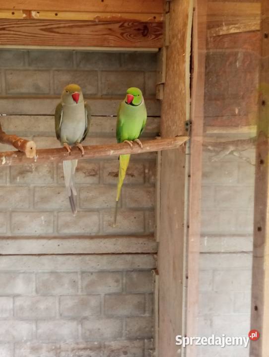 Aleksandretty obrożne Grodzisk Wielkopolski