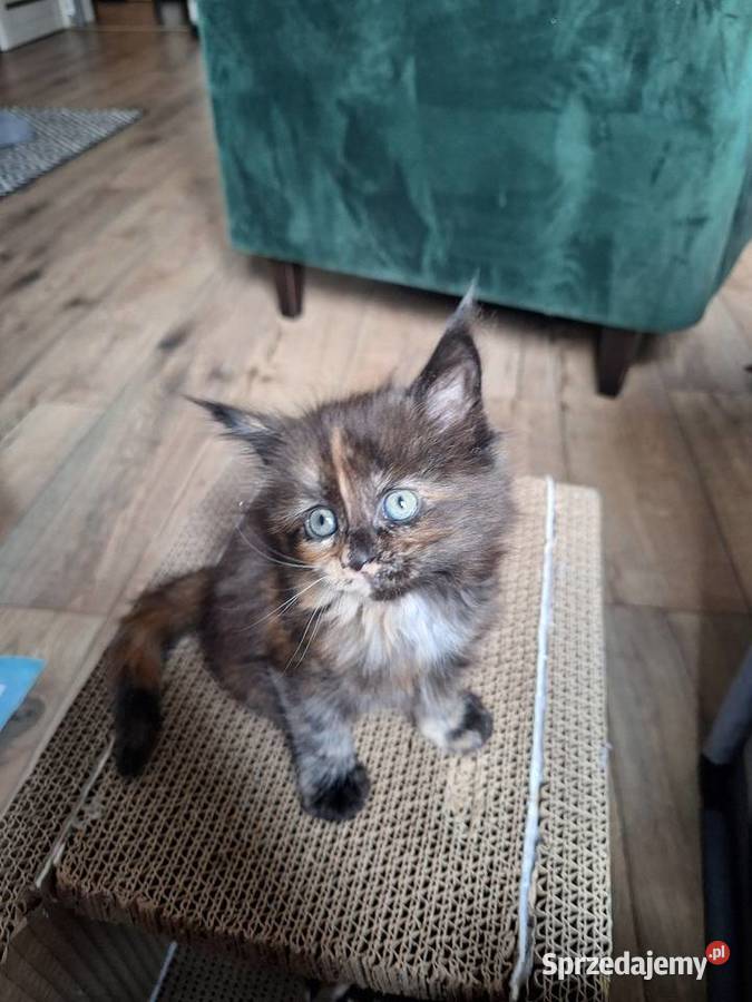 Kotek main coon z rodowodem Zabrze