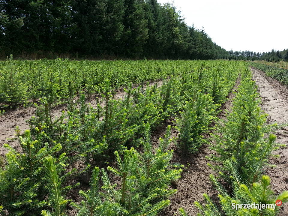 Sadzonki Świerk pospolity 21 25 55 50 sztuk Sławno