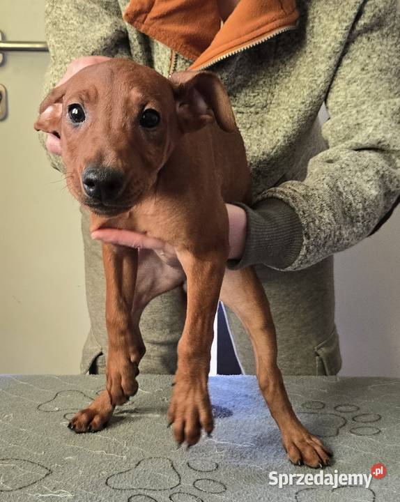Pinczer średni szczenięta rodowodowe Zwierzęta Konin sprzedam