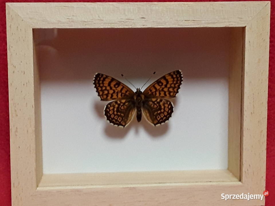 Motyl w ramce 10 x 8 Przeplatka atalia Melitaea Szczecin