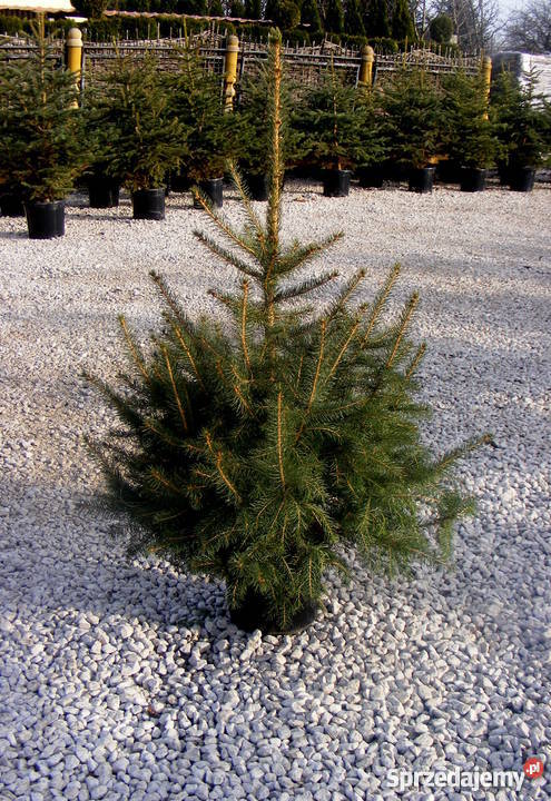 Choinki Świąteczne podkarpackie