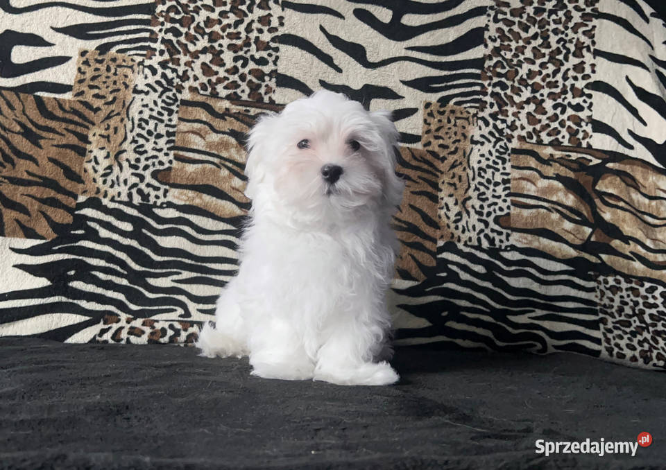 Maltańczyki Maltańczyk piesek łódzkie Łódź sprzedam