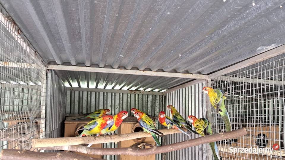 rozella białolica Krzeszowice