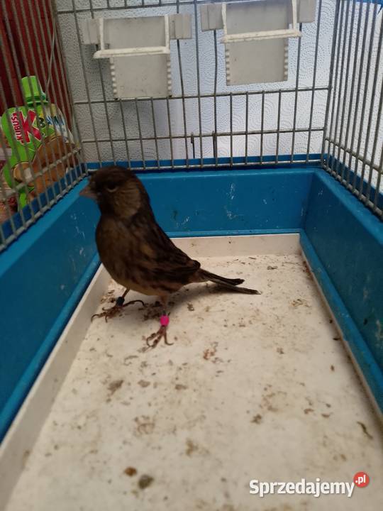 Kanarek czarny sprzedam Siepraw