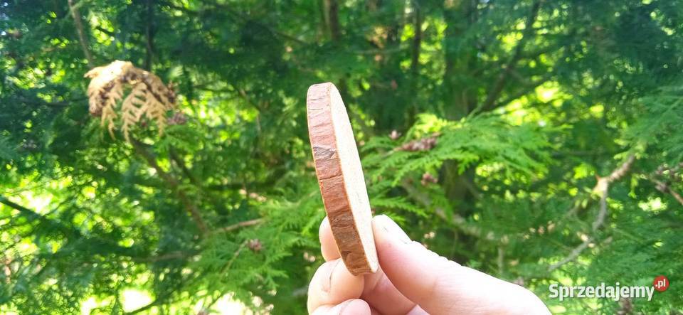 Plastry drewna 500sztuk 210 krążki drewniane Pozostałe sprzedam