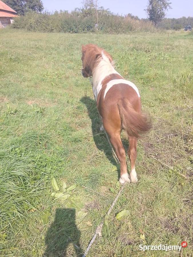 Kucyki Pozostałe warmińsko-mazurskie Morąg sprzedam