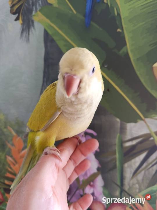 Papuga mnicha nizinna ręcznie karmiona oswojona Miastko