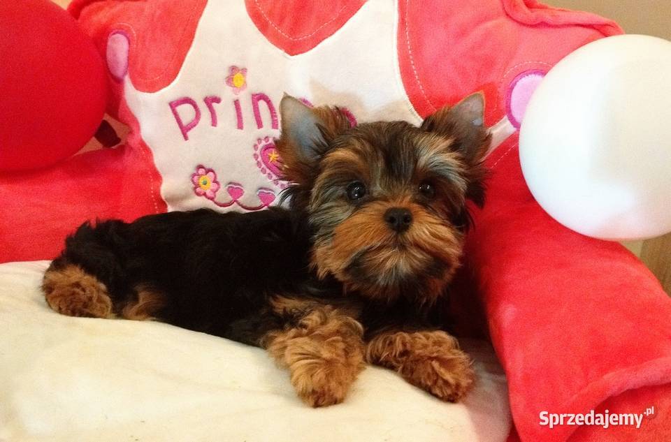 Śliczne szczenięta rodowodowe York